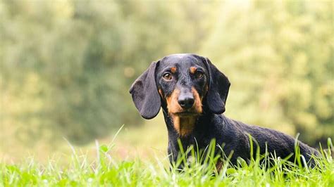 Hound Dog Breeds: Sizes, Personality & Behaviour | Purina