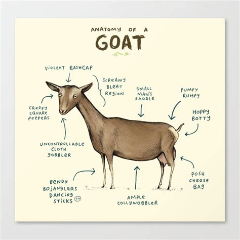 Anatomy of a Goat Canvas Print by Sophie Corrigan | Society6