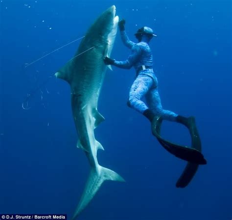 Spearing sharks - General Spearfishing Discussion - Spearfishing World ...