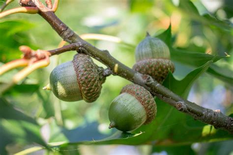 Oak Tree Poisoning in Horses - Symptoms, Causes, Diagnosis, Treatment ...