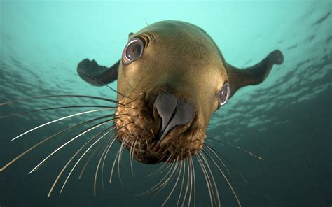 nature, Animals, Seals, Underwater, Closeup, Sea Wallpapers HD ...