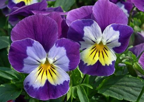 Pansy Flowers: Planting, Growing, and Caring for Pansies