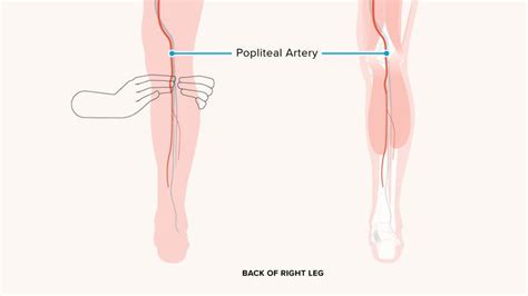 Popliteal Pulse: What It Is and How to Find It | Abdominal aorta ...