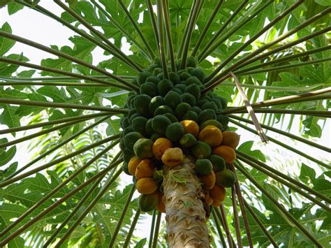 Exotic Fruit Trees: Papaya Fruit Tree