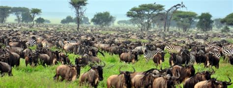 Serengeti national park animals- animals in Serengeti national park