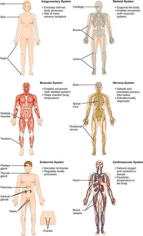 1.1 Structural Organization of the Human Body – Human Biology