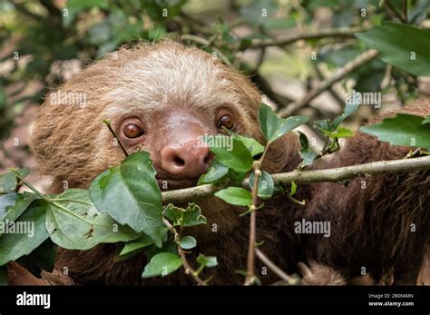 Young two toed sloth hi-res stock photography and images - Alamy