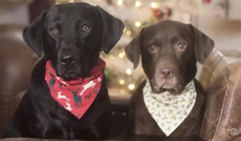 Top 12 Best Christmas Dog Bandanas to Dress Up Your Fido