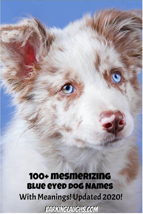 Over 100 Of The Most Hypnotic Blue Eyed Dog Names | Blue eyed dog names ...