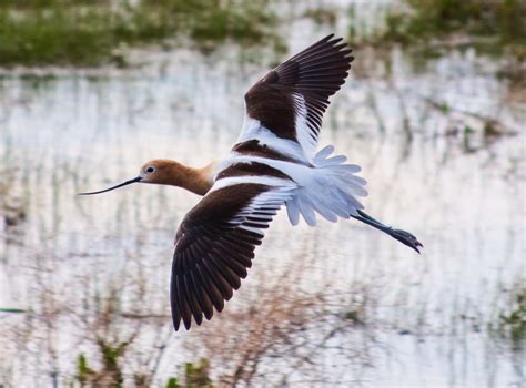 American Avocet in flight | MarvinBowen.com