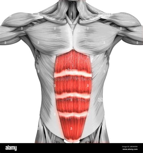 Rectus Abdominis Muscle Obstetric Anatomy Organ Systems Anatomy | The ...