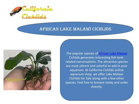 PPT - African Lake Malawi Cichlids PowerPoint Presentation, free ...