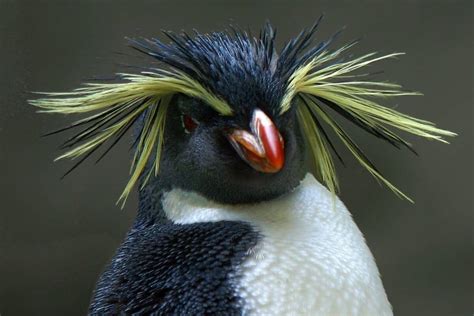 Do Penguins Have Feathers? What You Need to Know