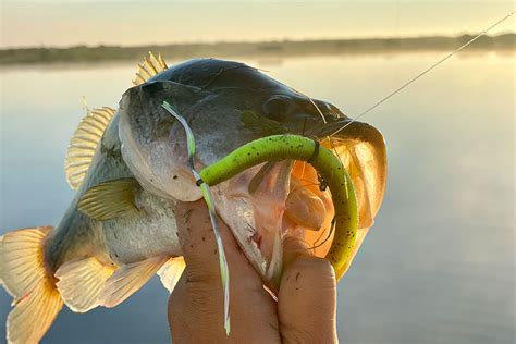 10 Best Summer Bass Fishing Lures for 2021 - FishRook