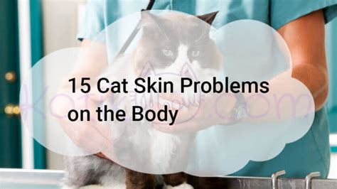 15 Cat Skin Problems on the Body - Kotikmeow