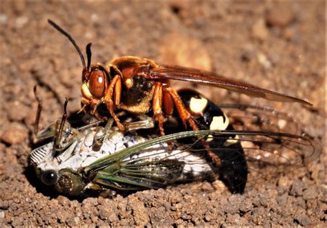 Uber wasp: To us, cicada killer hardly as wicked as it looks | Local ...