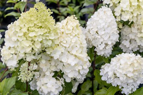 [Updated] 10+ Best Full Sun Hydrangea - Spider Farmer