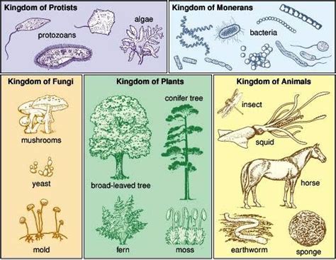 BILINGUAL SCHOOL: JOSÉ MARÍN "FATEGO": THEORY "FIVE KINGDOMS"