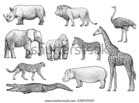 African Animals Illustration Drawing Engraving Ink Stock Vector ...