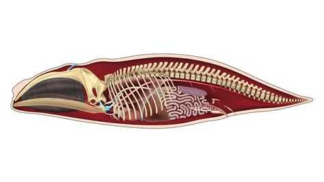 Whale Skeleton Diagram