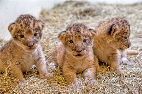 Lion Cubs at Indianapolis Zoo