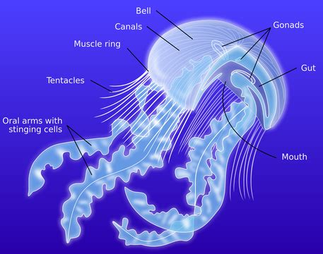 Jellyfish Anatomy - ♥ jellyfish facts ♥