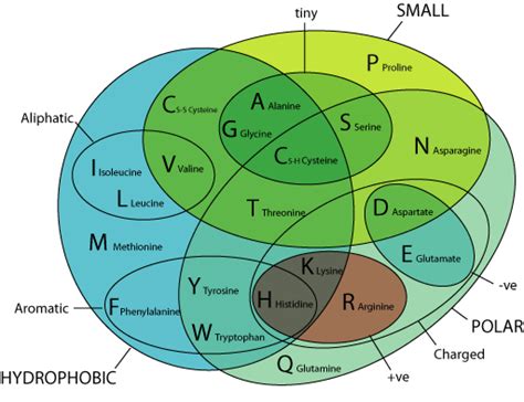 Amino Acids Properties Chart