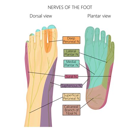 Big Toe On Left Foot Numb Flash Sales | emergencydentistry.com