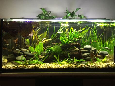 29 Gallon Aquarium Aquascape - Aquascape Ideas