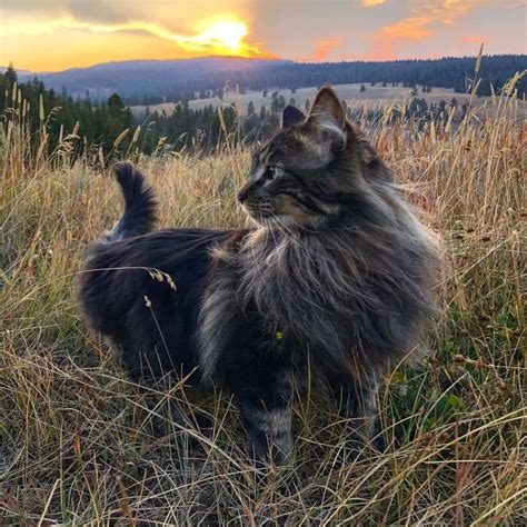 The Origin of the Maine Coon Cat - MaineCoon.org