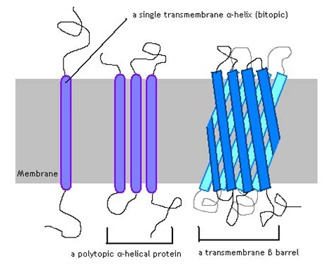 Integral Protein - Definition, Function, Structure, Quiz | Biology ...