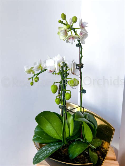 Orchid Gift Sets – Roehampton Orchids