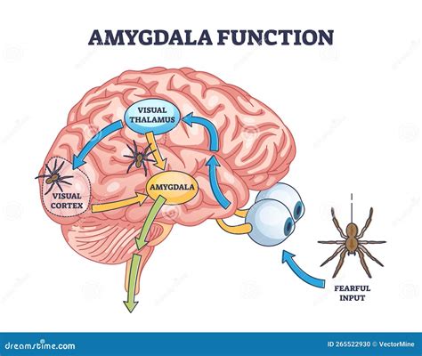 Amygdala Function with Brain Response To Fear Stimulus Outline Diagram ...