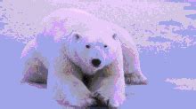 Polar Bear GIF - Polar Bear - Discover & Share GIFs