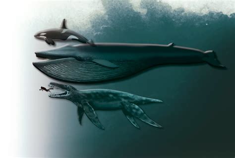 Animals I Admire: Killer whale, whale, diver and predator X