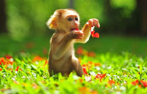 Playful little monkey on a sunny day Macaque Monkey, Baby Animals, Cute ...