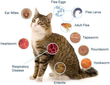 Cat Diseases/Parasites