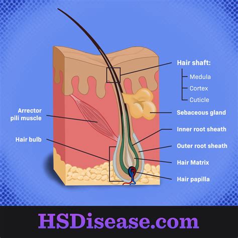 Hair Follicle Diagram Labeled