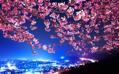 Cherry Blossom Tree Wallpapers - Top Free Cherry Blossom Tree ...