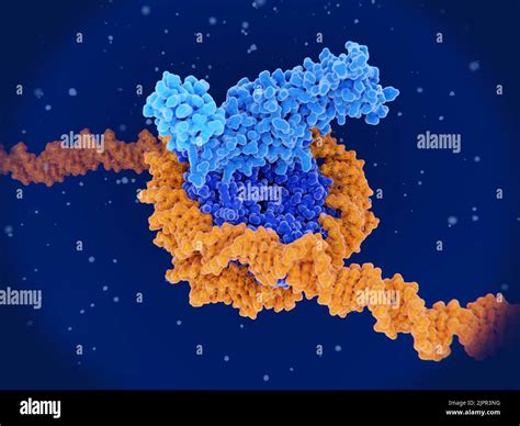 Histone modification hi-res stock photography and images - Alamy