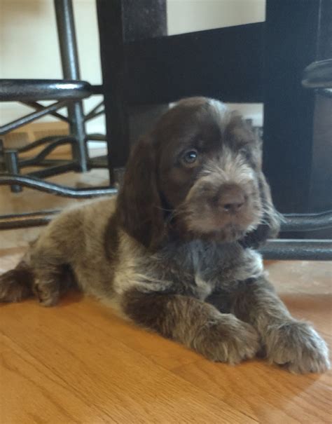 Spinone Italiano Puppies For Sale