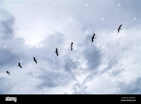 birds flying in heavy rain over the ocean Stock Photo - Alamy