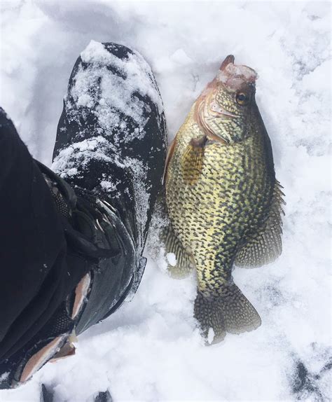 Making the best of ice-Crappie. - Canadian Sportfishing