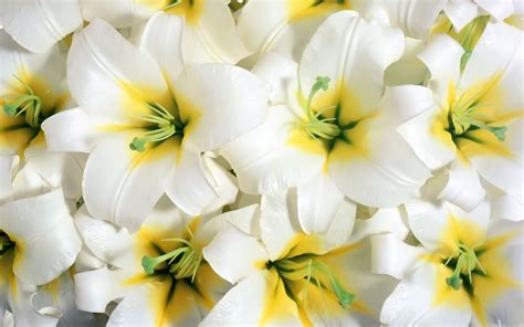 Pure White Lilies Wallpapers - HD Wallpapers 15310