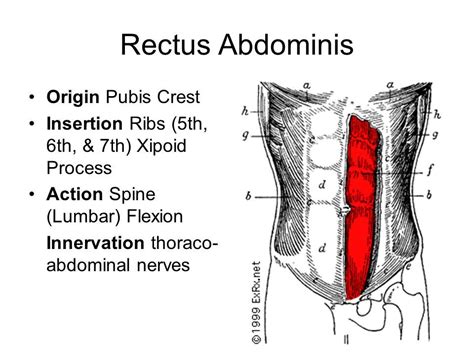 Rectus Abdominis Muscle: Important For A Flat Stomach - Fitoont