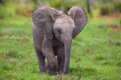 Cute Baby Elephant Wallpaper - WallpaperSafari