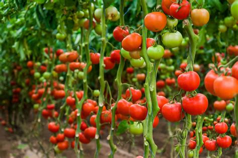 What Are Determinate and Indeterminate Tomatoes?