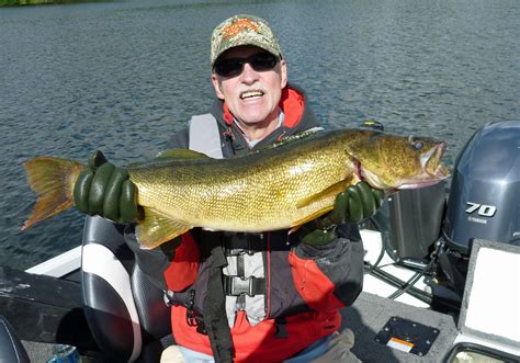 Big Walleye caught on ROOSEVELT LAKE in OUTING, MN on 8/6/2016 ...