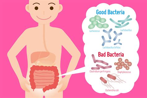 How to Improve Gut Bacteria in Your Gut? | AMP Floracel