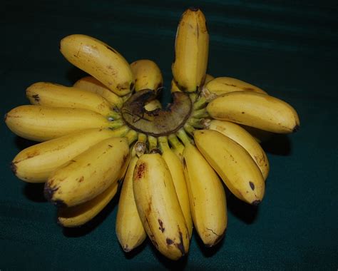 Suria Helang Lui: Bananas - Pisang Emas